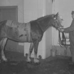 Horse colic bandage at the Mikkeli veterinary stables in 1943.