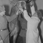 Hevoselle annetaan lääkettä Mikkelin sairastalleilla vuonna 1943.