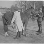 Testing swelling at the Mikkeli veterinary stables in 1943.