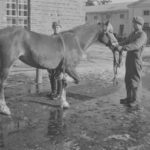 Equipment for tipping up horses at the Mikkeli veterinary stables in 1943.