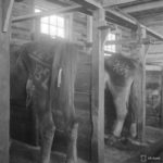 Hevosten tunnistemerkintä tehtiin lautasille. Kenttähevossairaalan tallit ja potilaat Aunuksessa vuonna 1942.